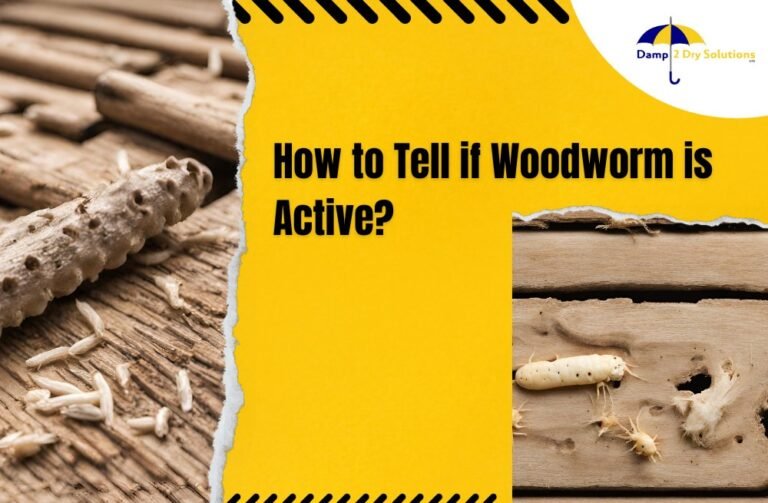 How to Tell if Woodworm is Active? Damp 2 Dry Solutions