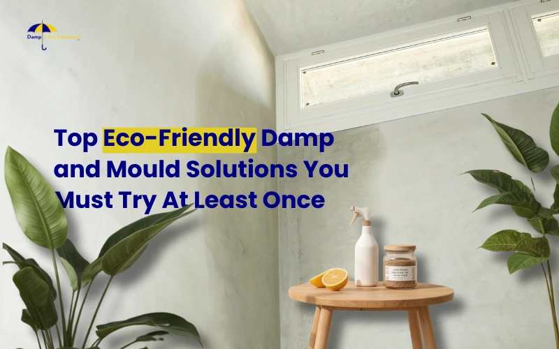 top eco-friendly damp and mould solutions