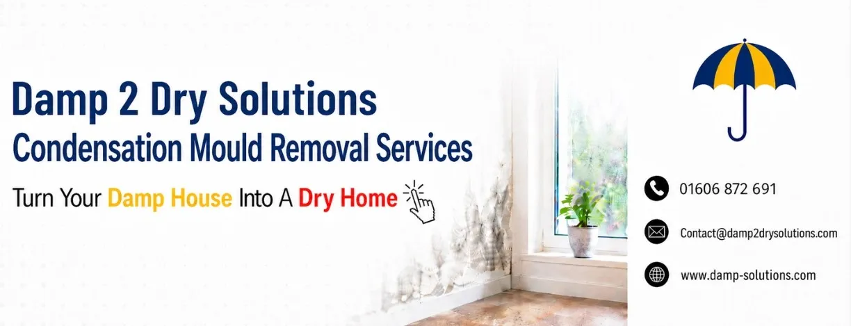 condensation mould removal services CTA